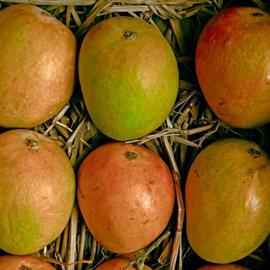 Alphonso Mango