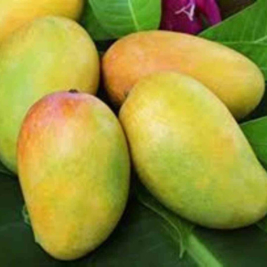 Kesar Mango Pulp