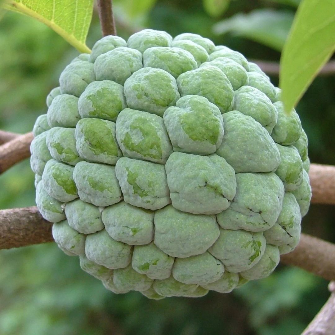 Indian Fresh Custard Apple